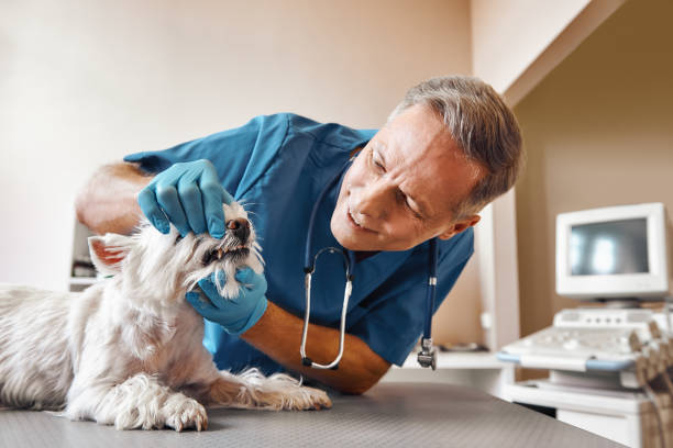 Best Emergency Denture Repair in Norwalk, IA